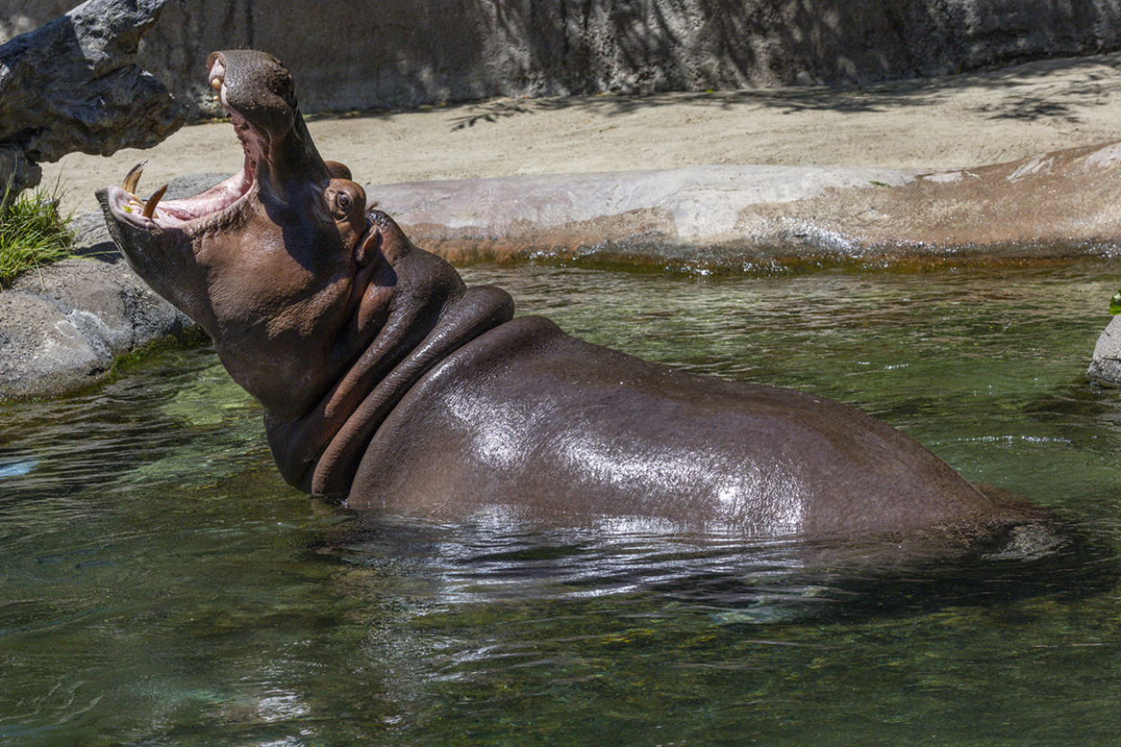 Amahle the hippo with her mouth open