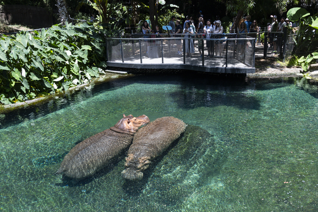 Amahle and Funani the hippos with guests beyond