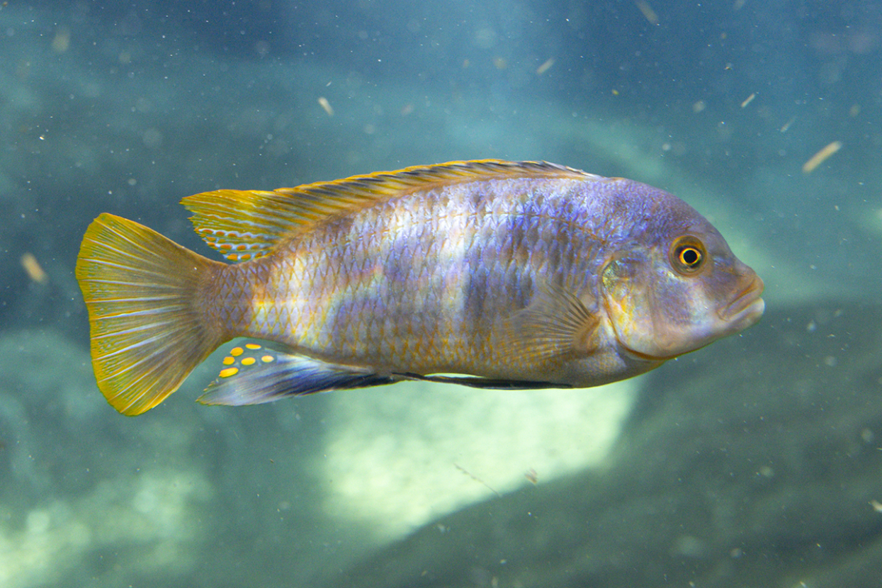 yellow iridescent cichlid