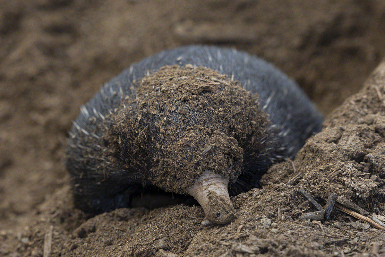 echidna puggle covered in dirt