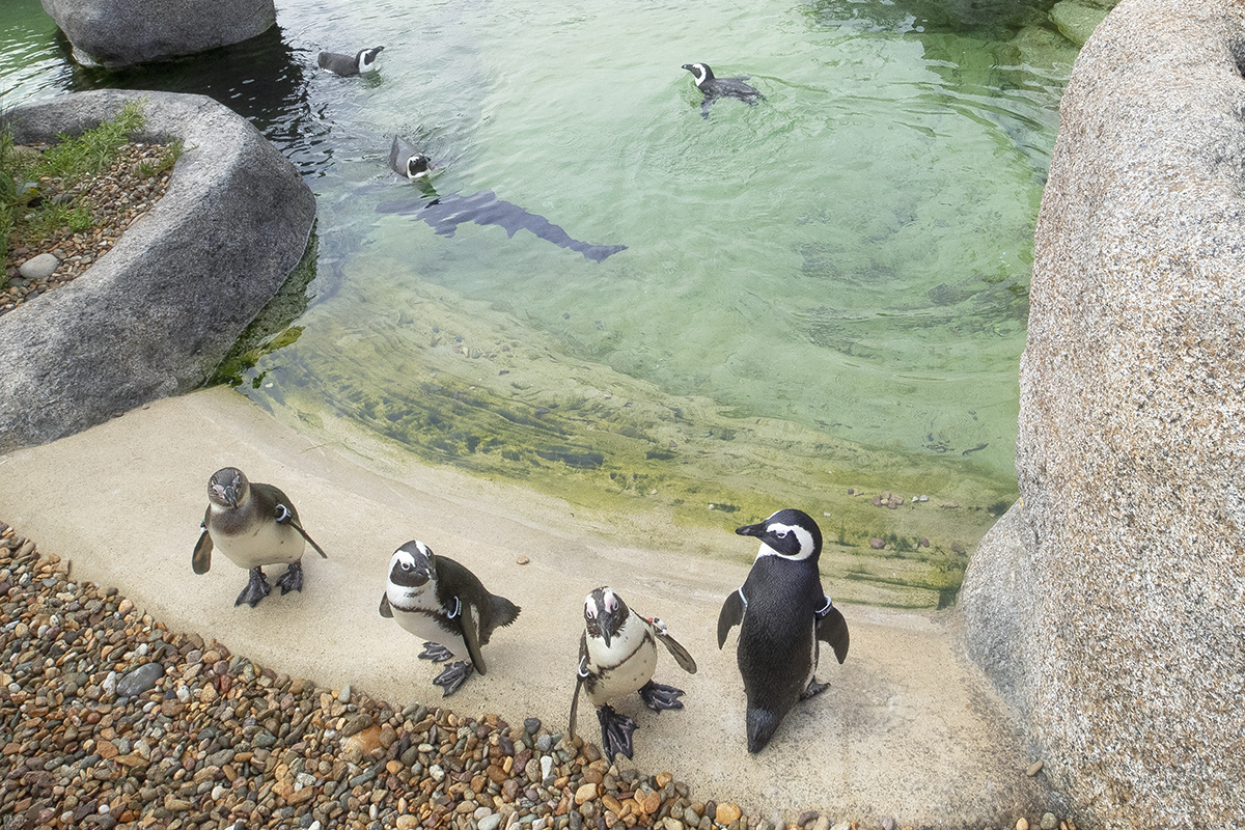 African penguins