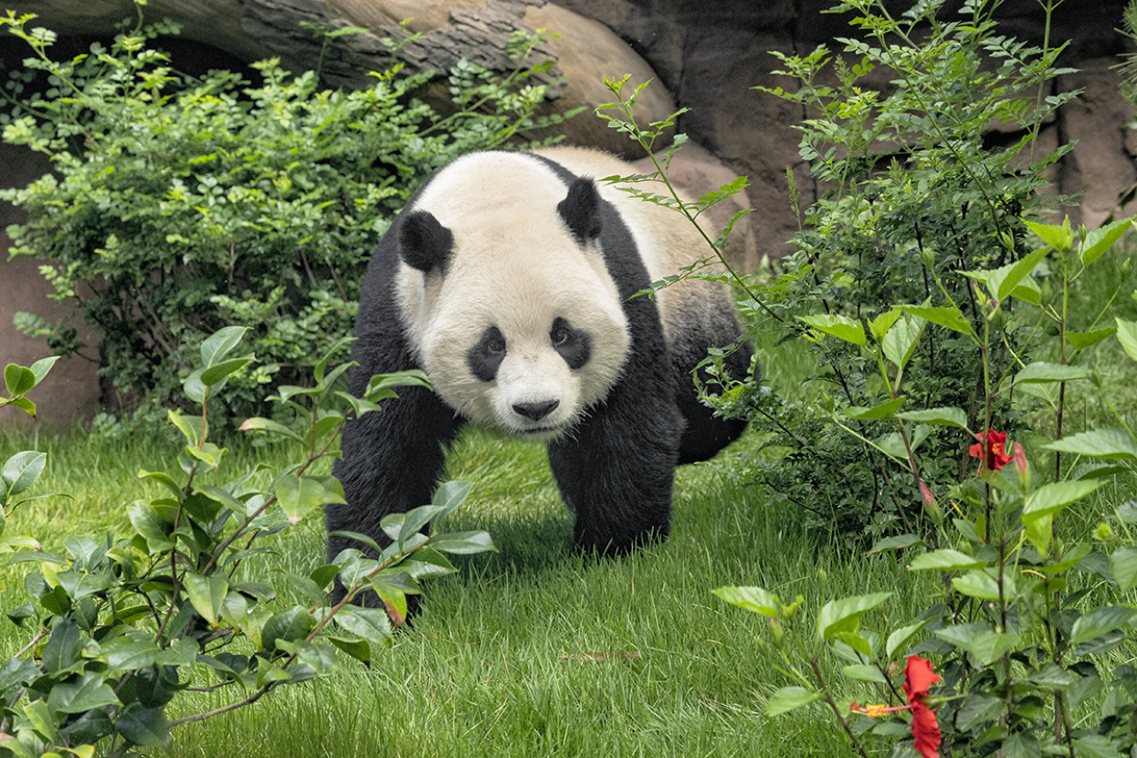 Giant panda