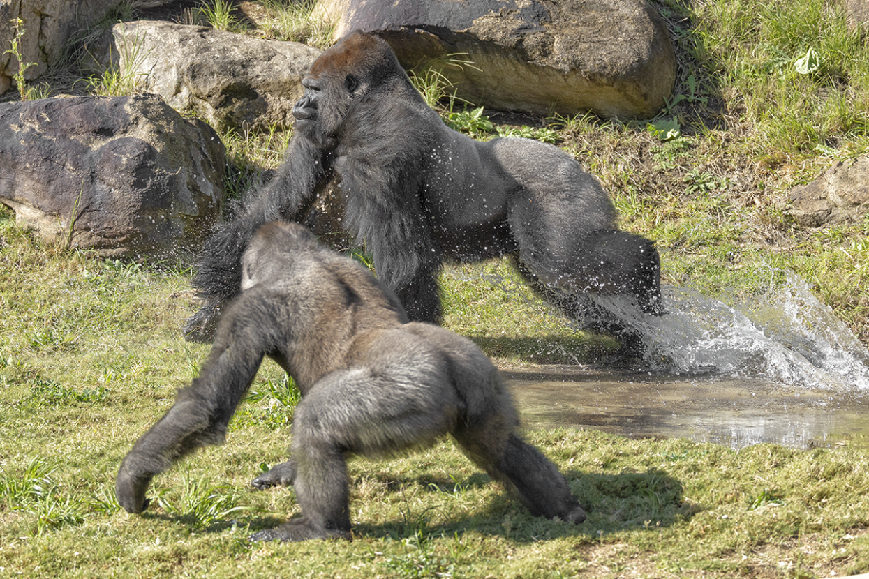 Njemba and Frank gorillas