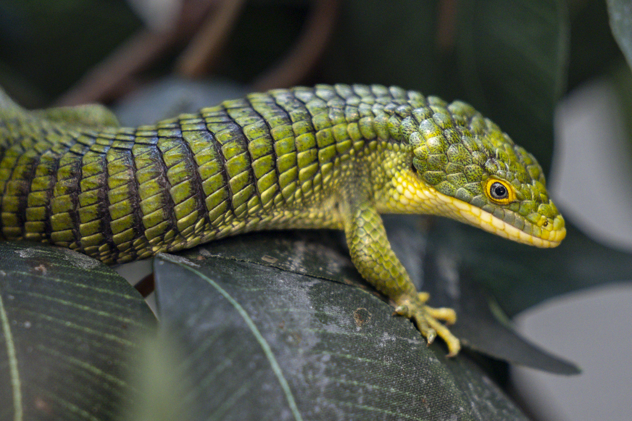 Abronia lizard on a leaf