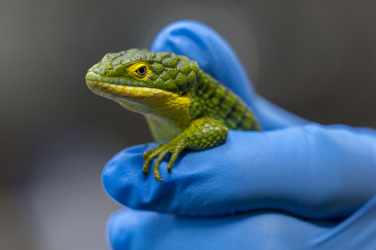 Abronia lizard in hand of wildlife care specialist