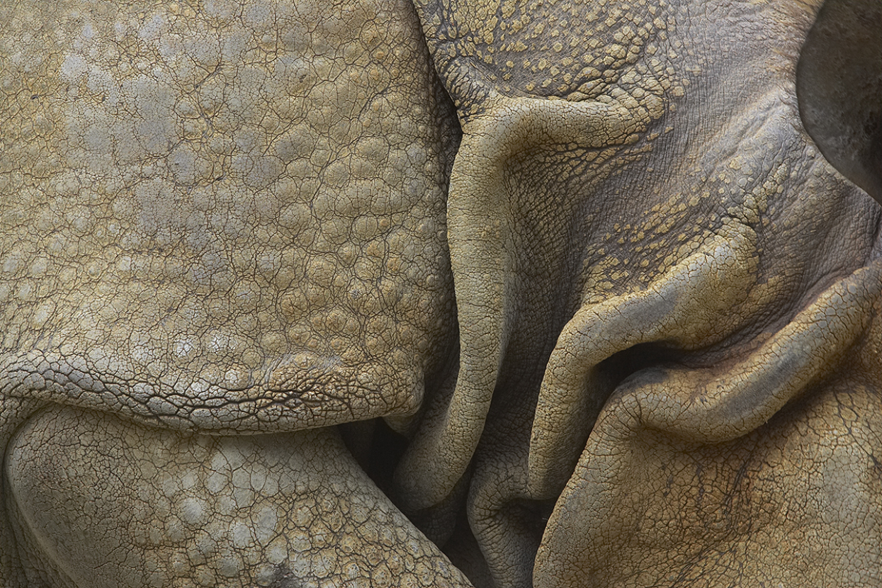 Close-up image of a rhino's skin