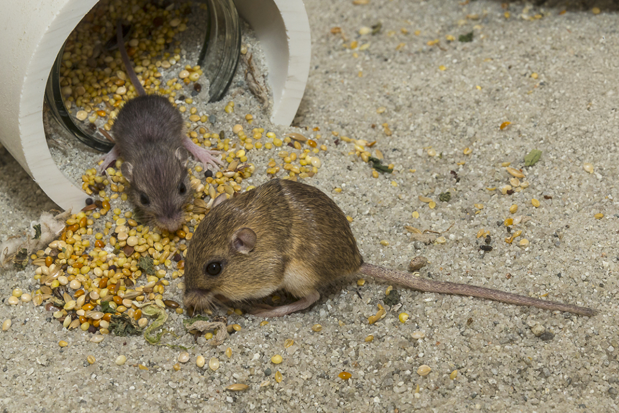 Pacific pocket mice