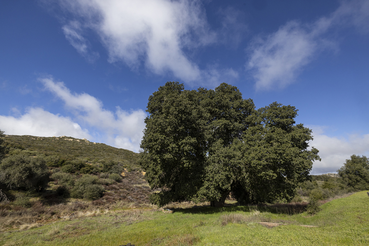 oak at samagatuma ranch