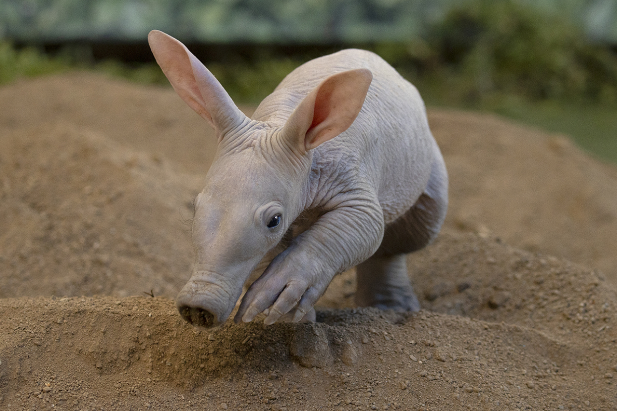 Aardvark young