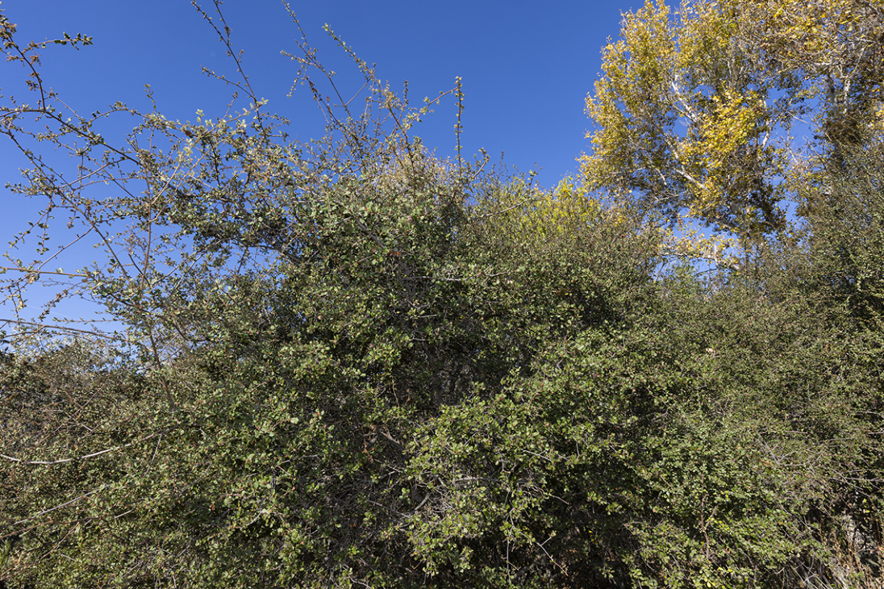 full tree: Nuttall's scrub oak 