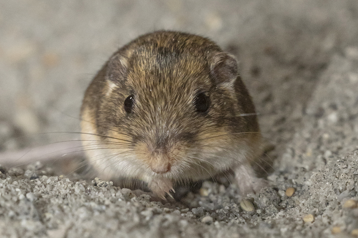 face of pacific pocket mouse
