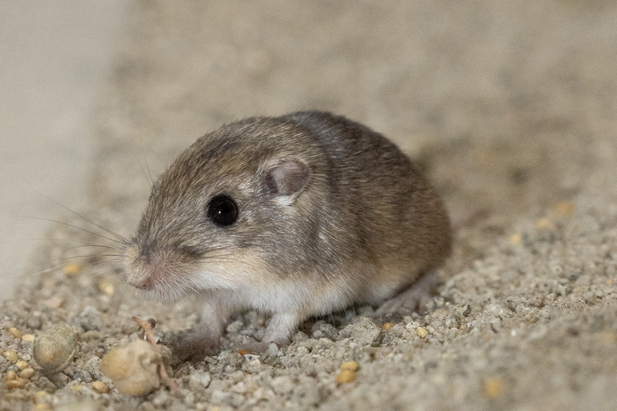 Pacific pocket mouse
