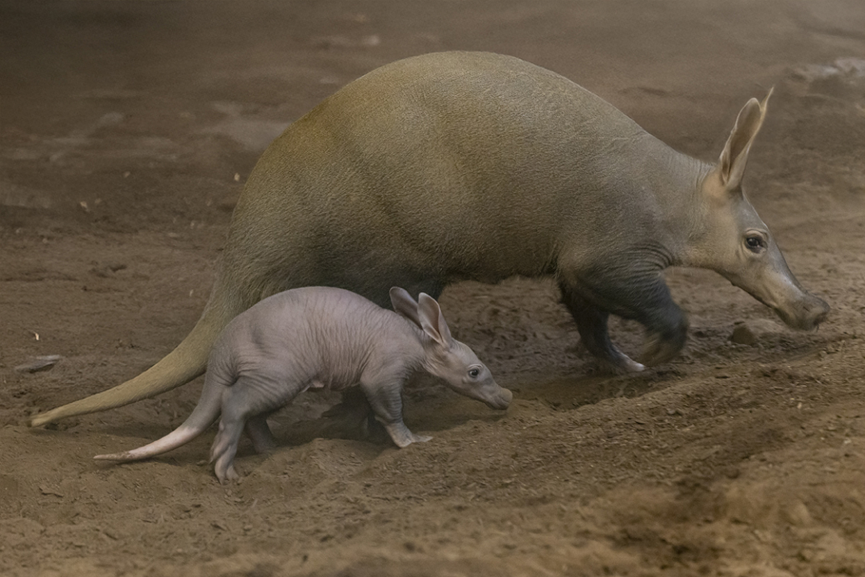 Aardvark mom and young walk together.