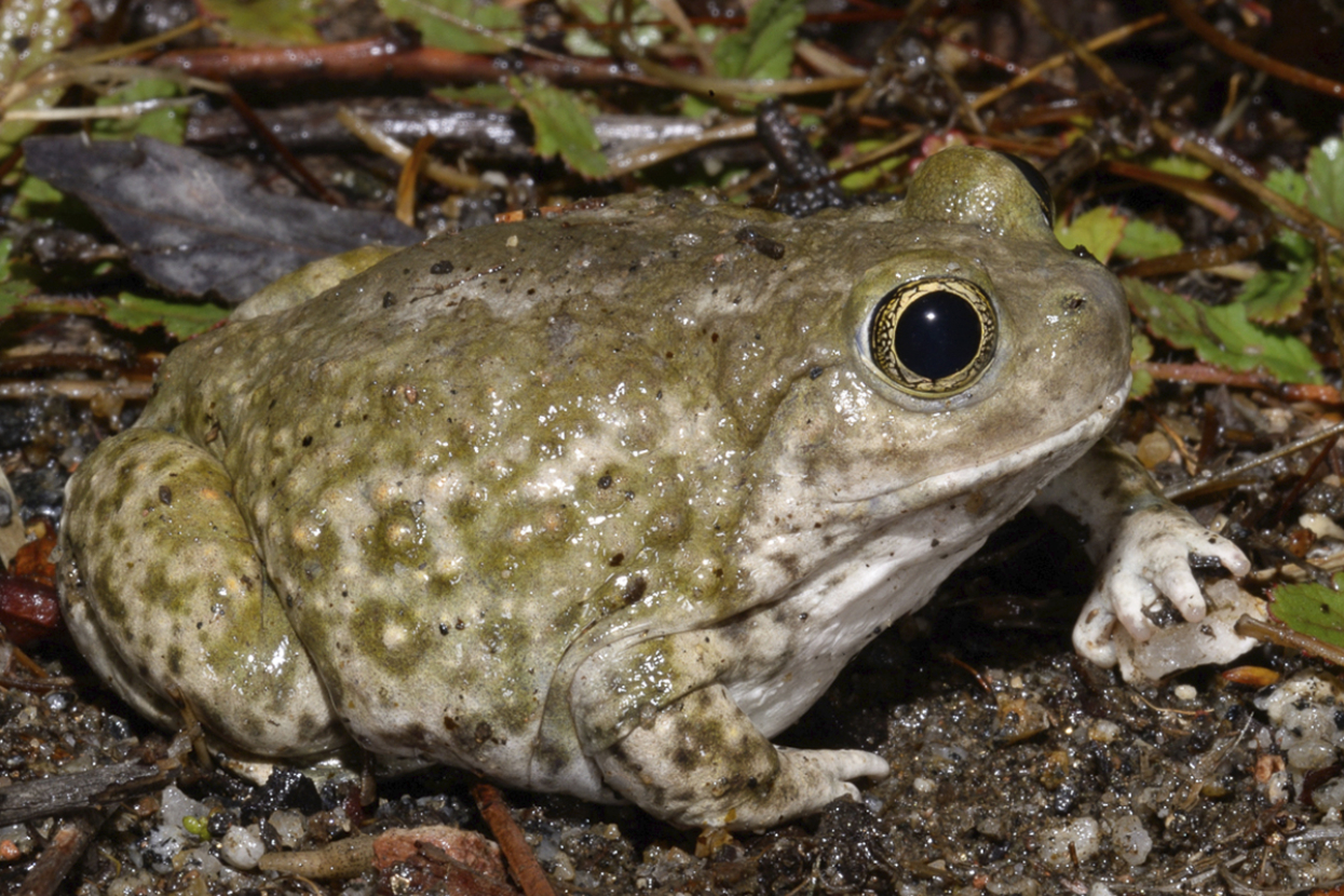 western spadefoot