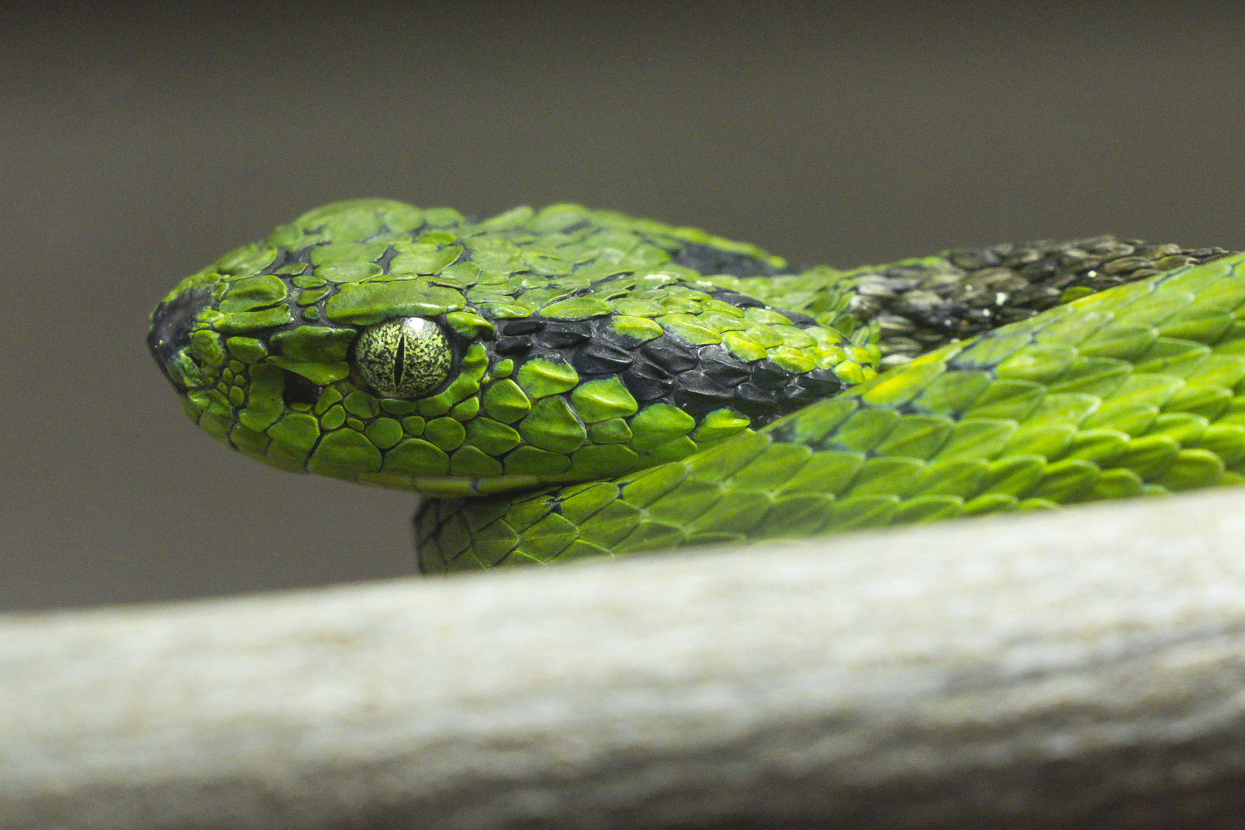 yellow-blotched palm pit viper from the side
