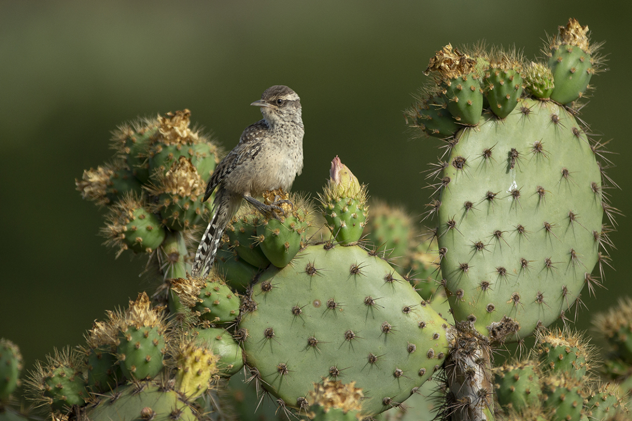 Coastal Cactus Wren in a cactus