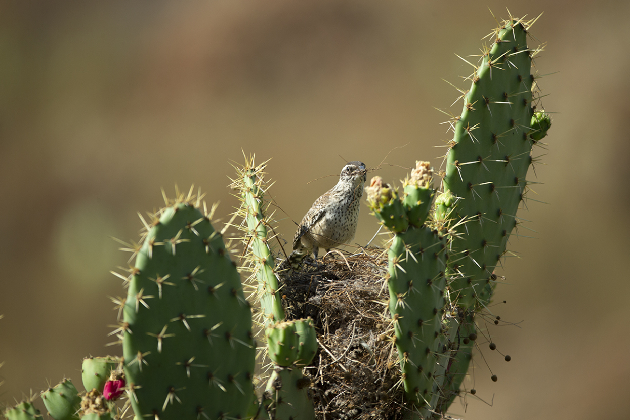 coastal cactus wren on nest in cactus