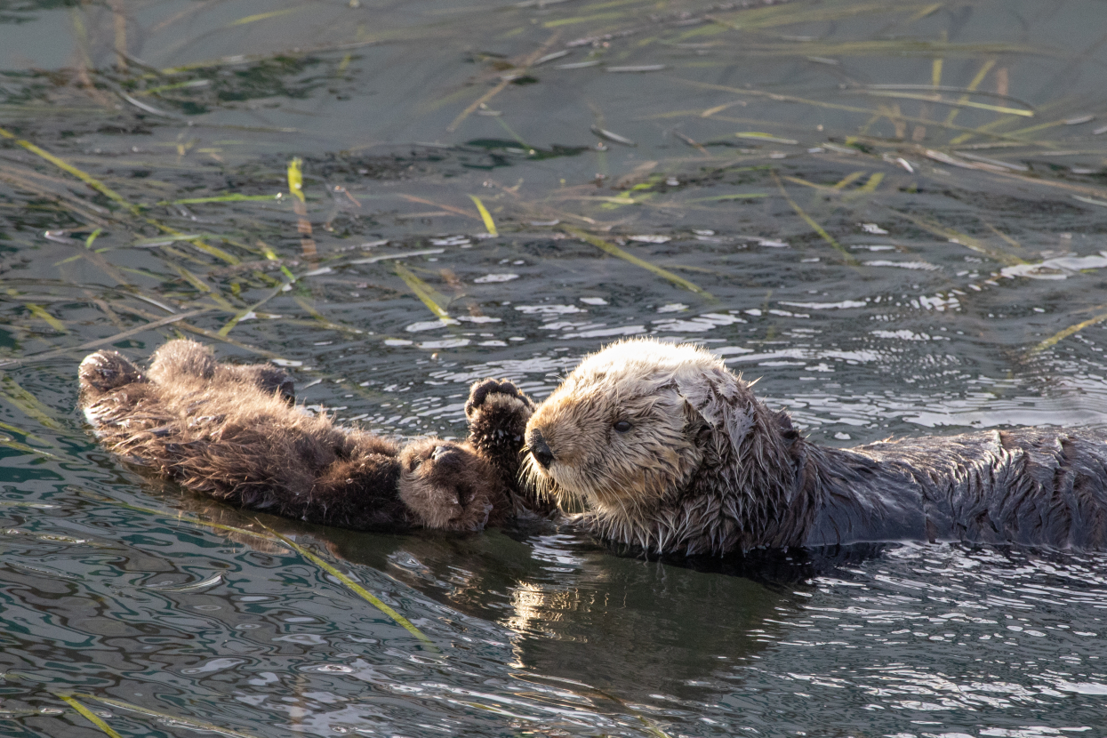 Otter and pup