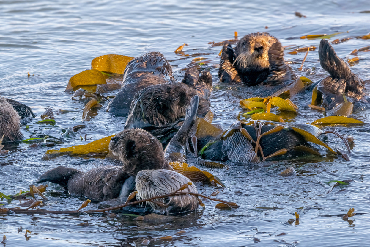 Otters in kelp