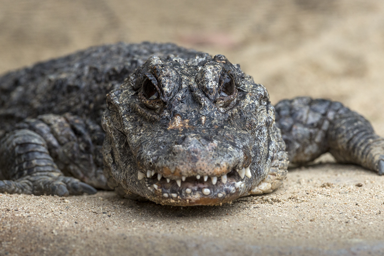 Chinese alligator