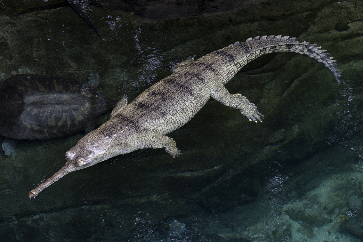 Gharial