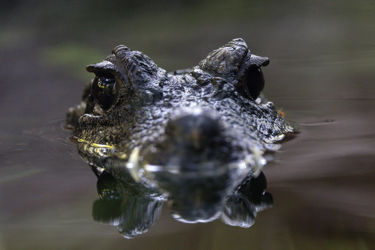 African dwarf crocodile