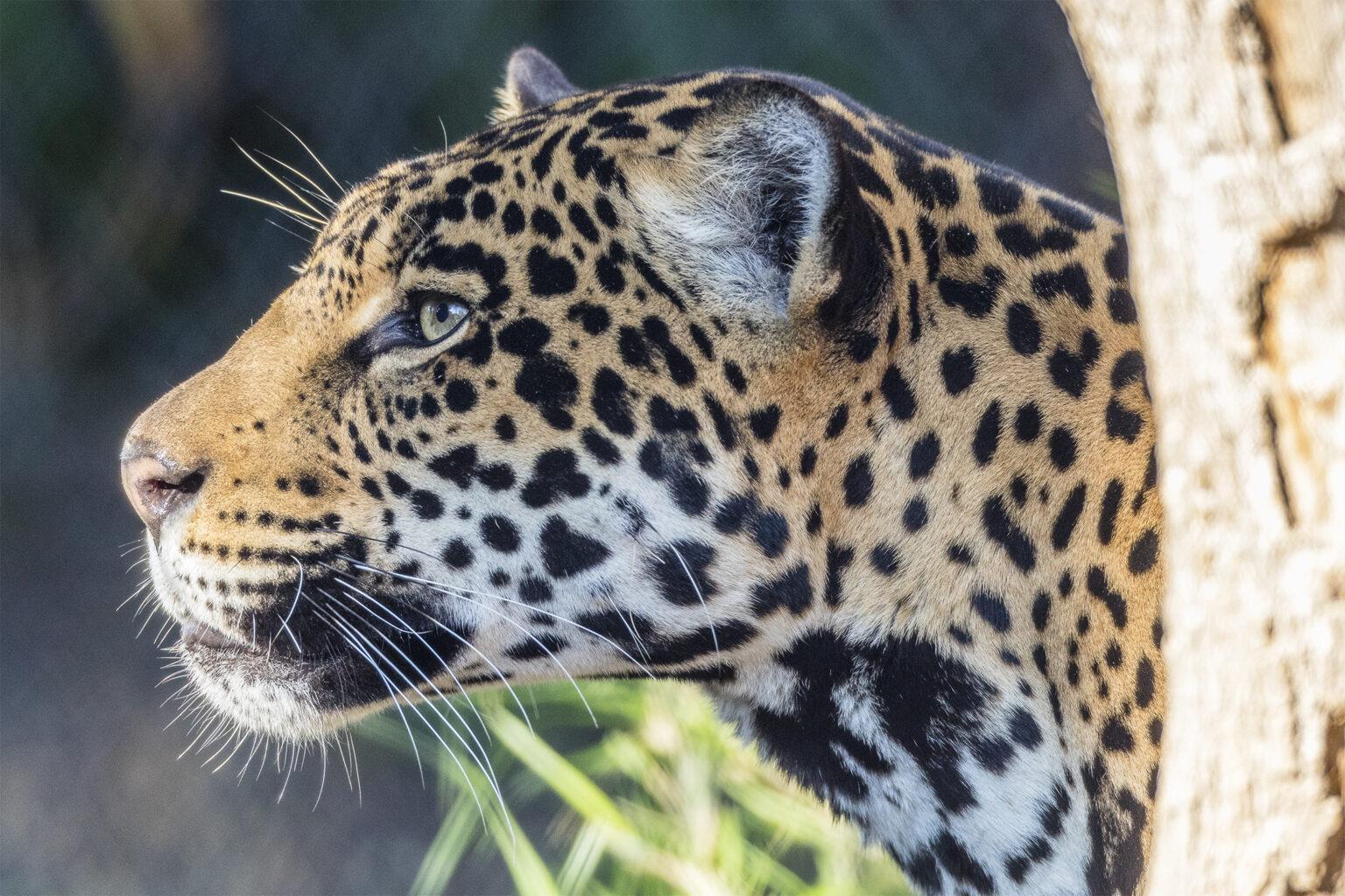 leopard