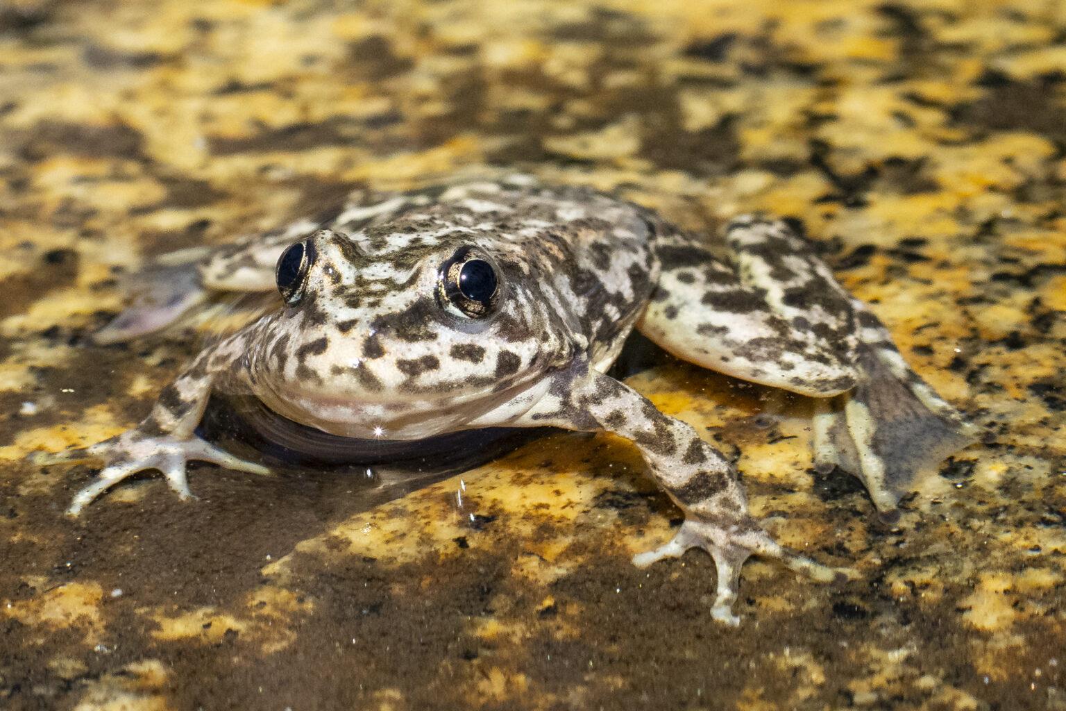 frog