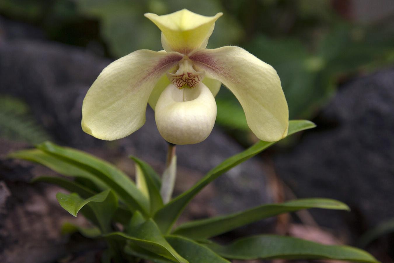 orchid