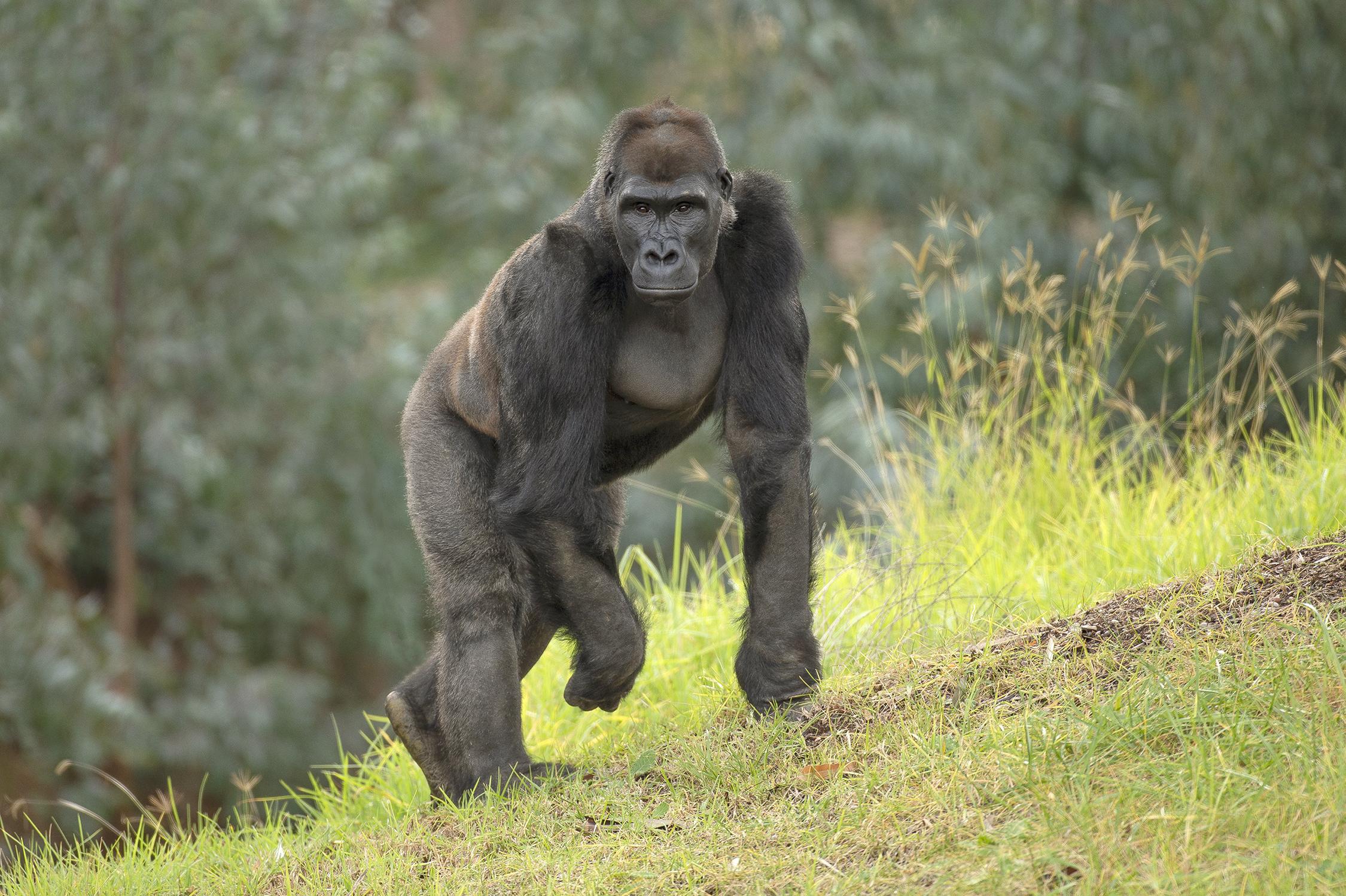 Gorilla