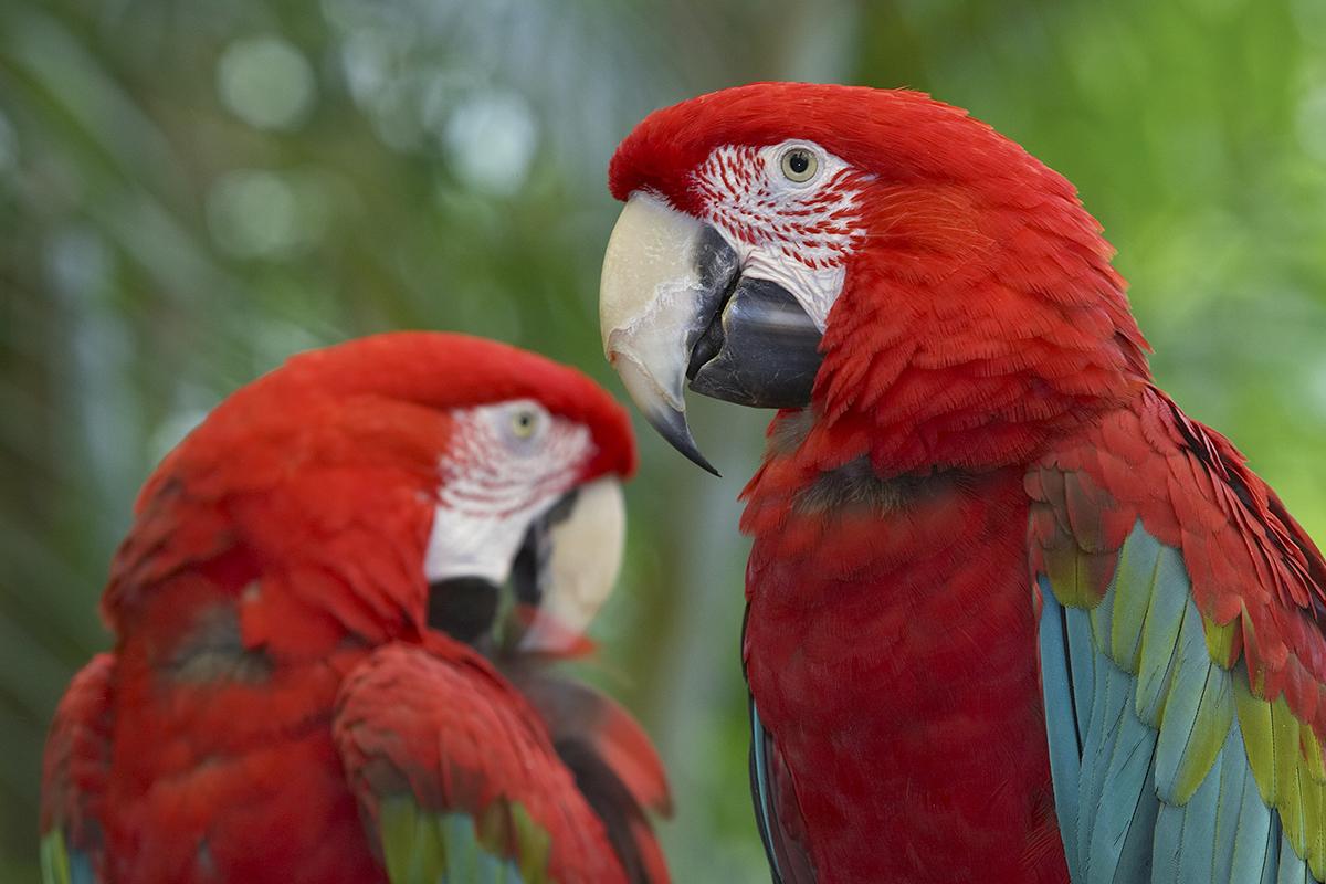 two birds