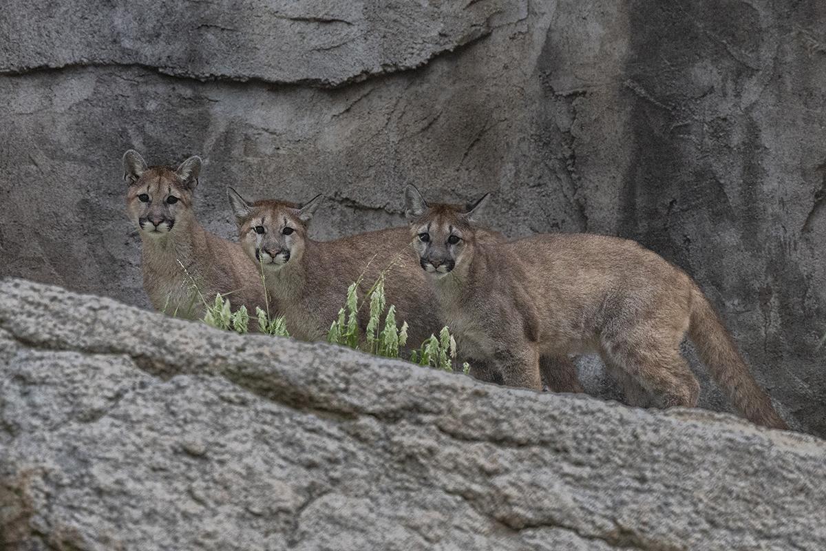 three cubs 