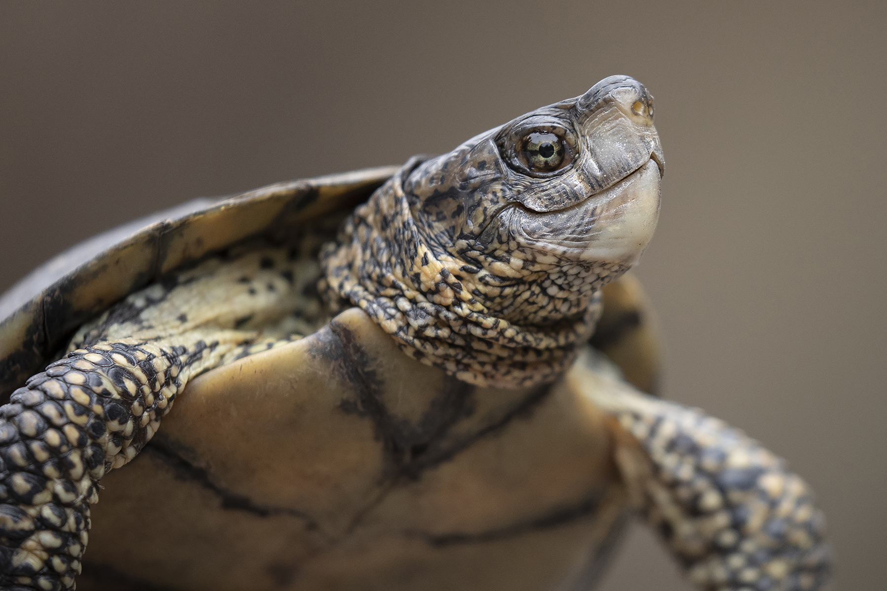 western pond turtle