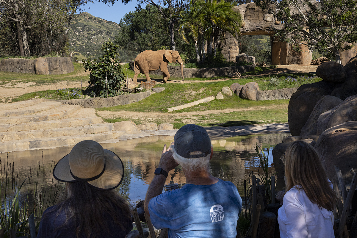guests with elephants at elephant valley