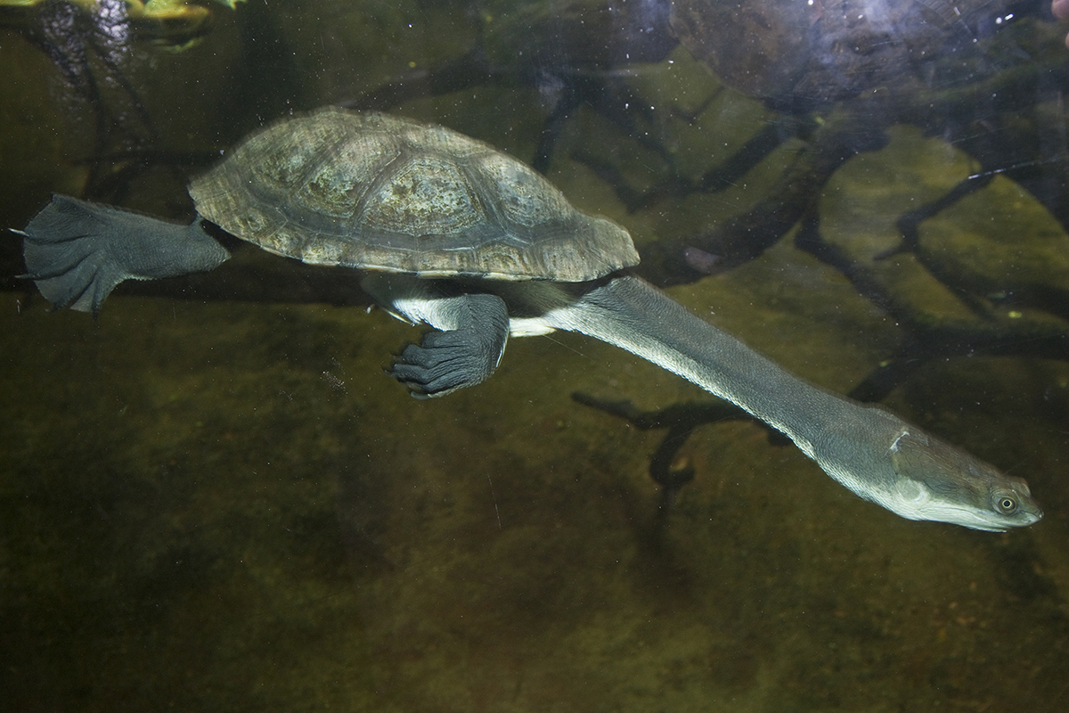 Swimming turtle