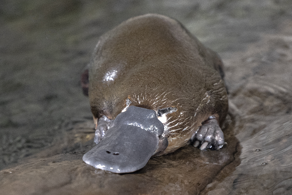 Platypus on land