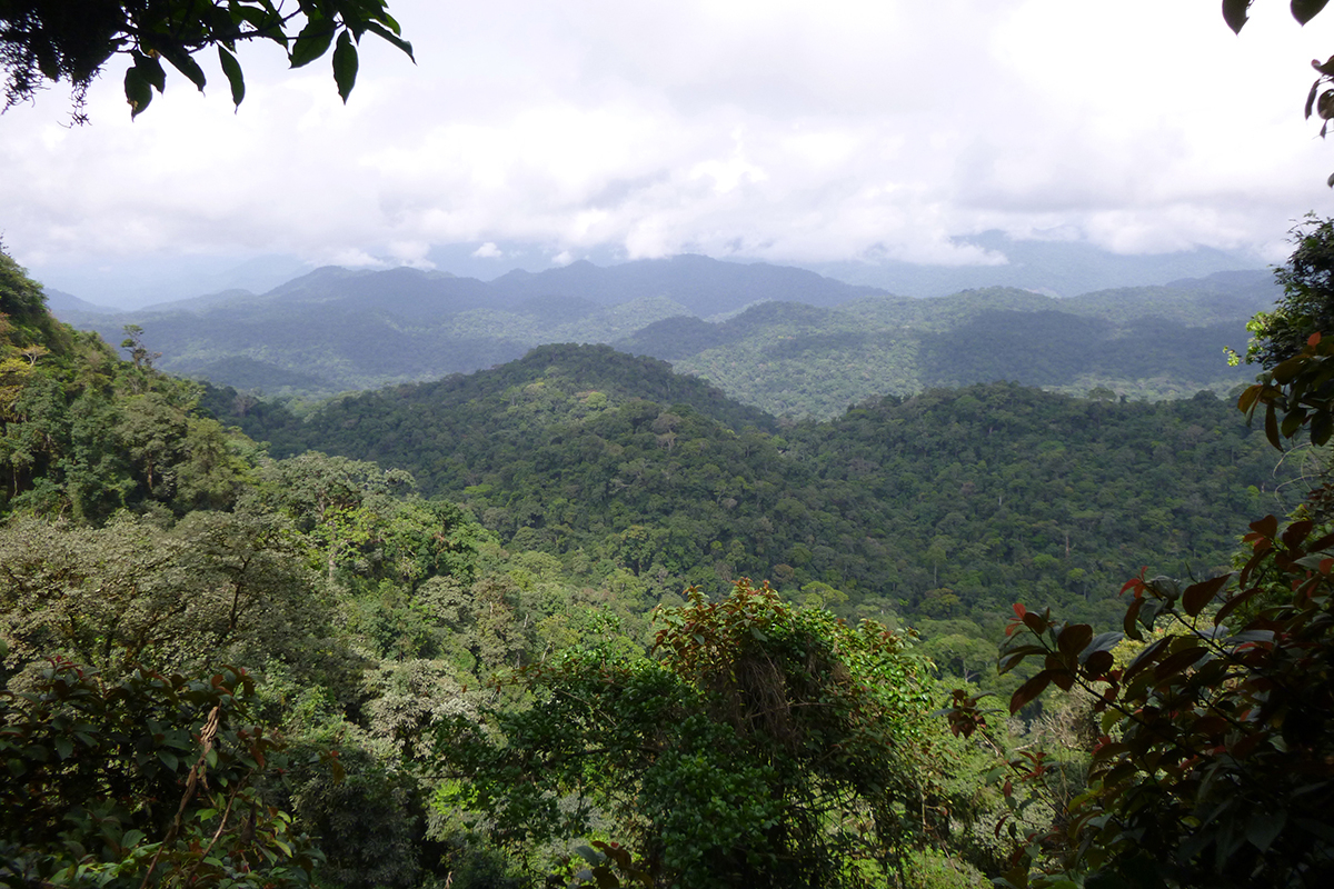 Aerial view of the Ebo forest