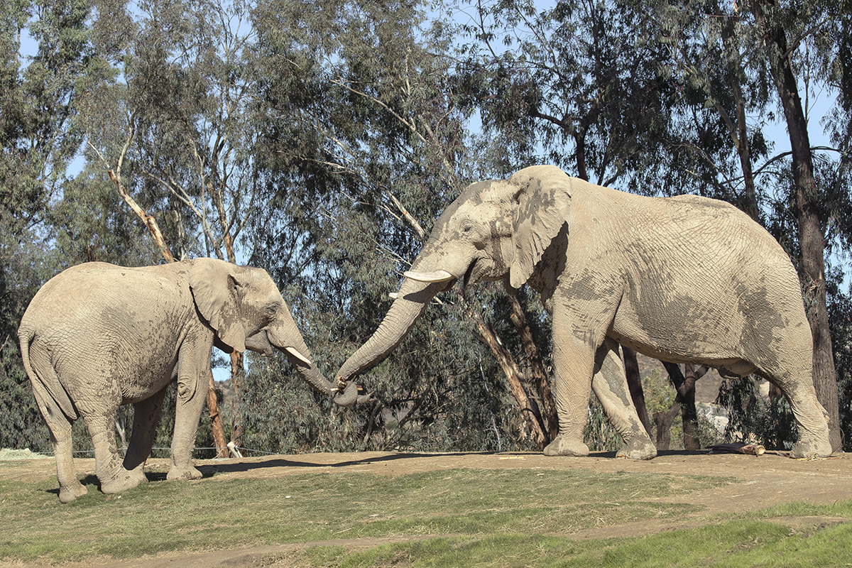 Two elephants touching trunks