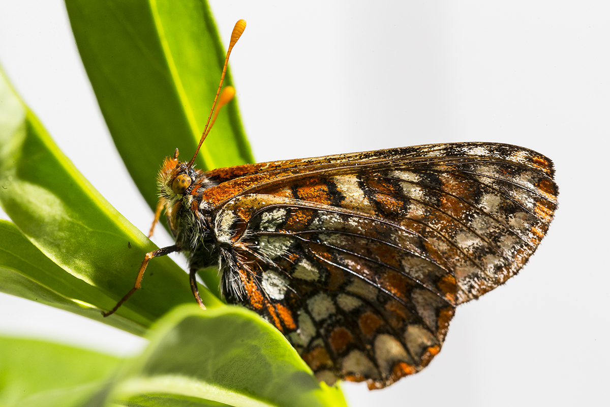 Quino checkerspot butterfly on leaf