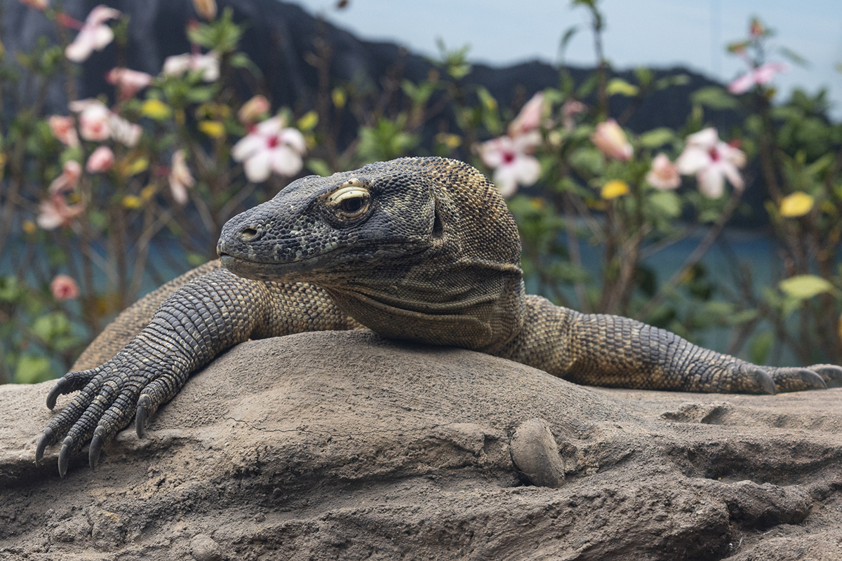 Adult Komodo dragon on rock