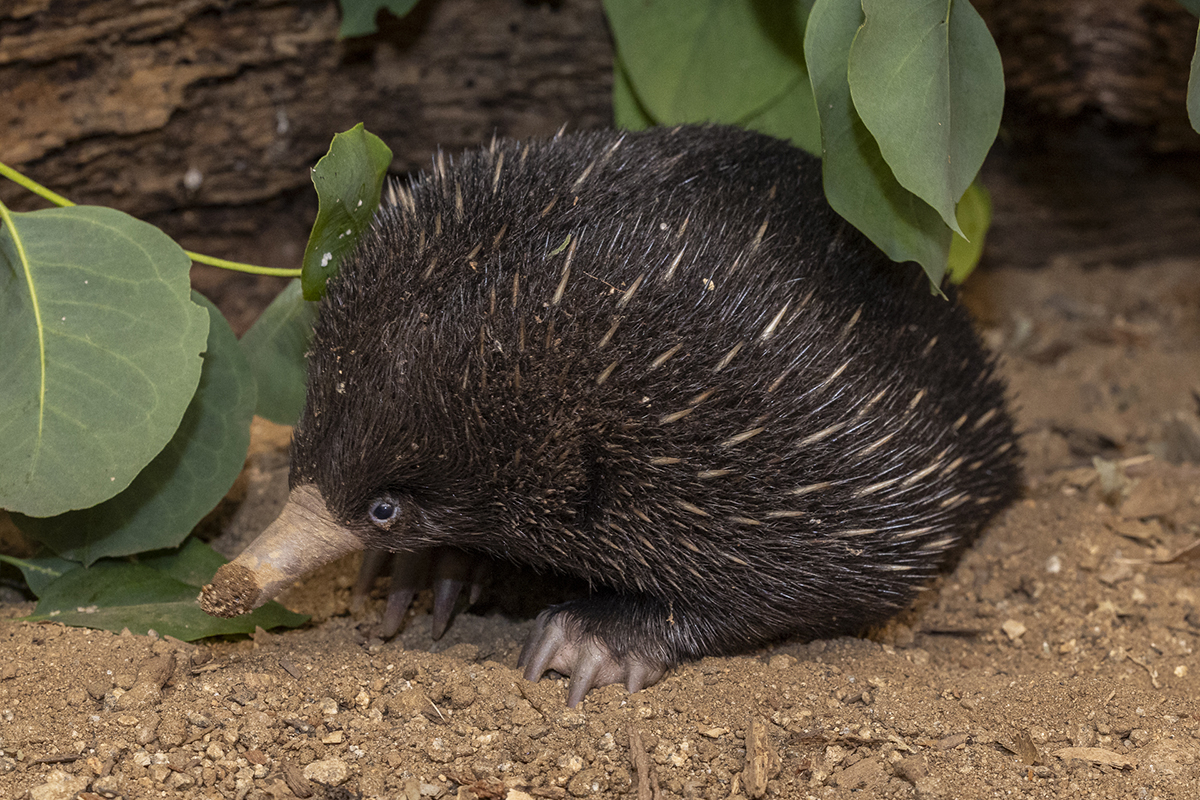 young echidna puggle 