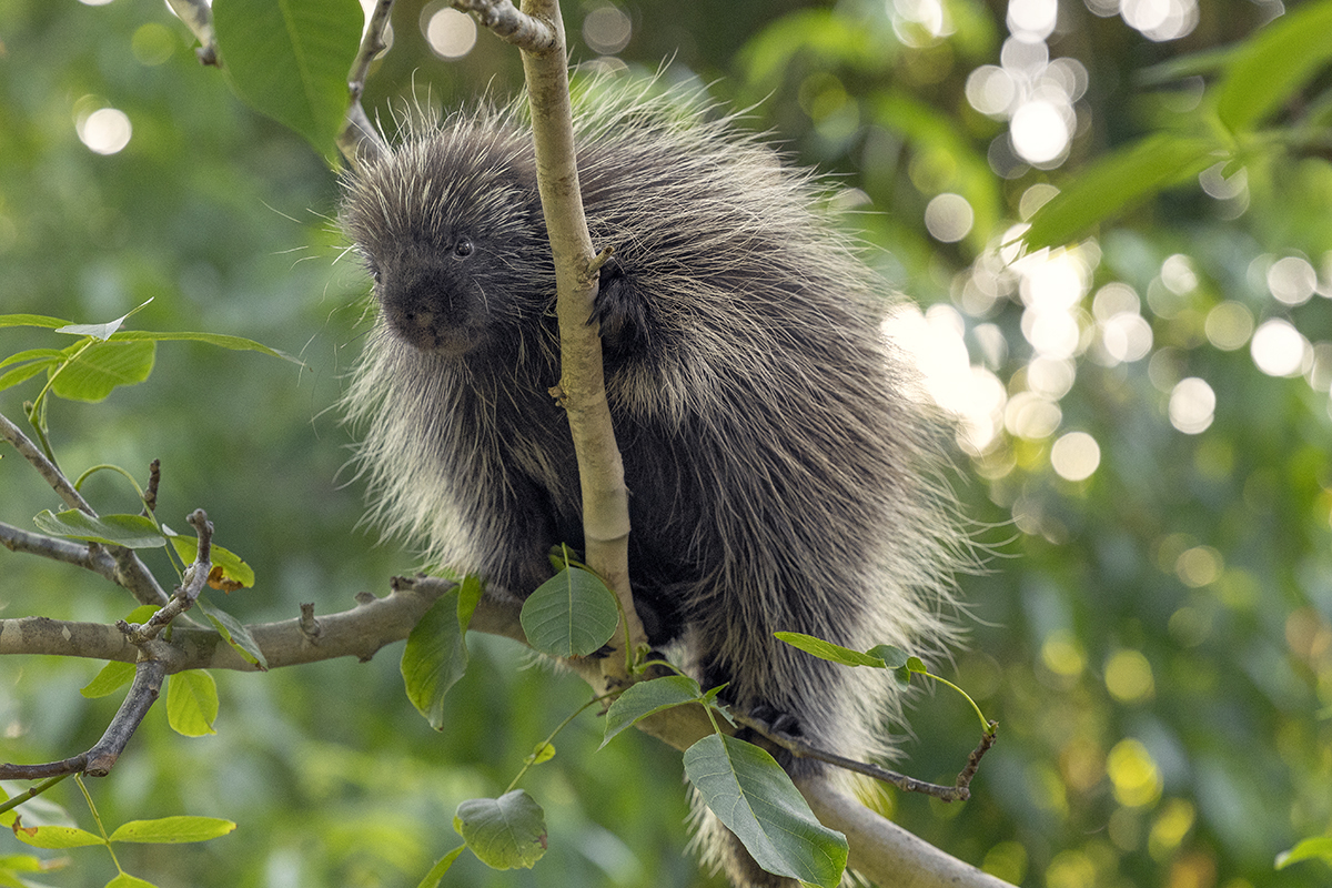 Porcupine on tree branch