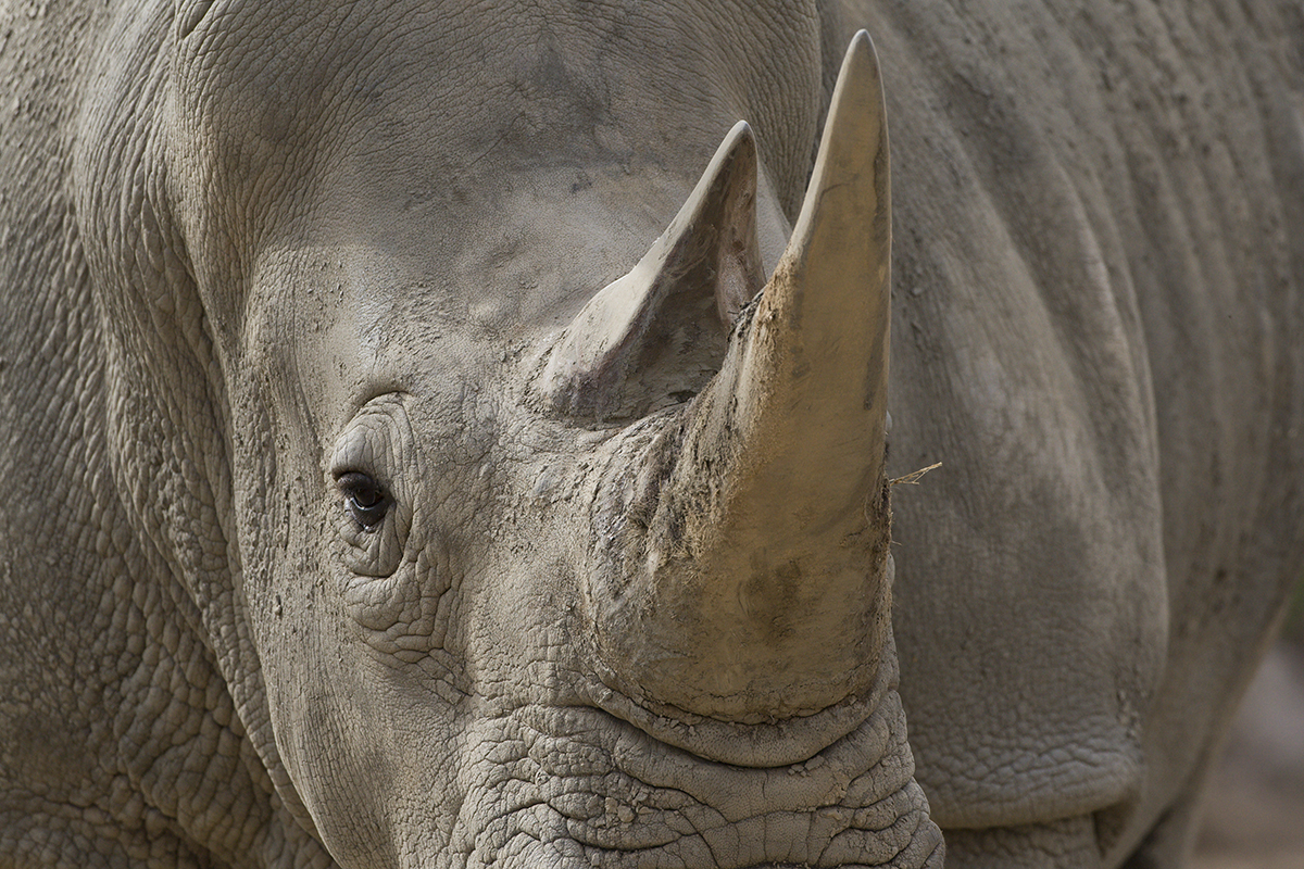 Close-up shot of a southern white rhino's face