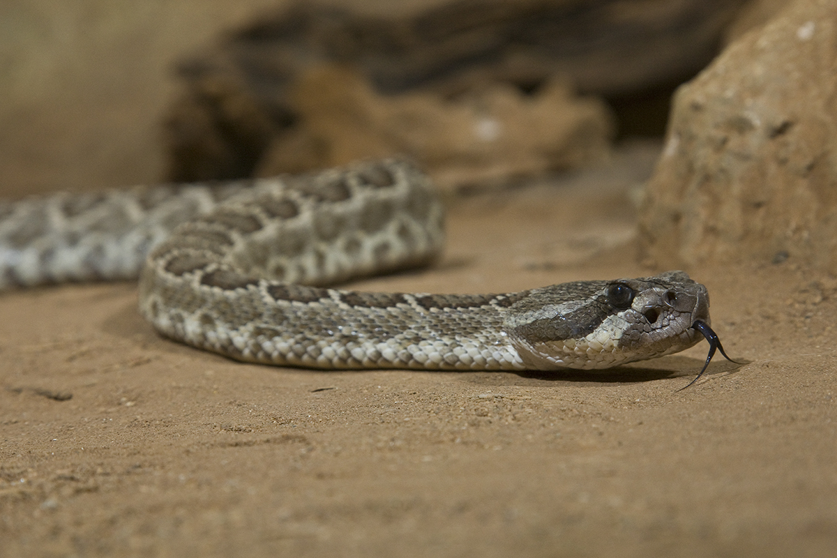 Rattlesnake