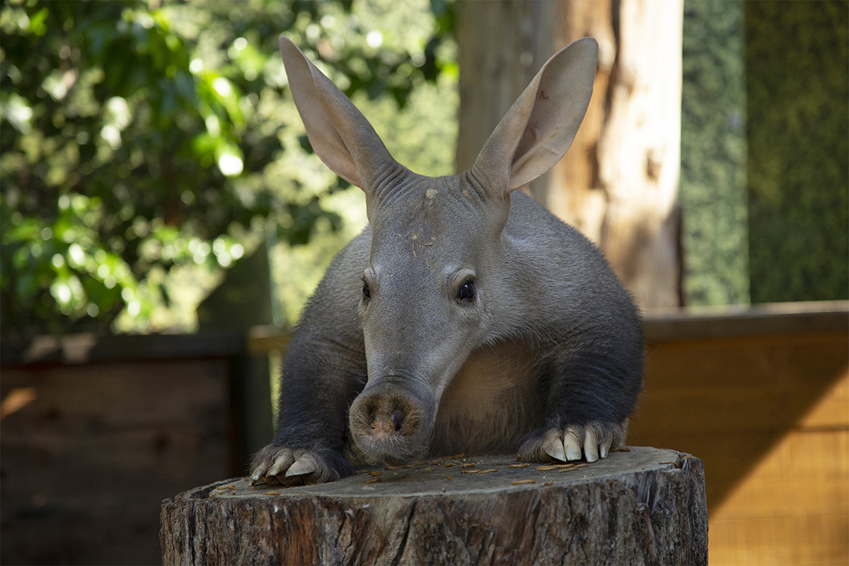 Aardvark eating insects on log