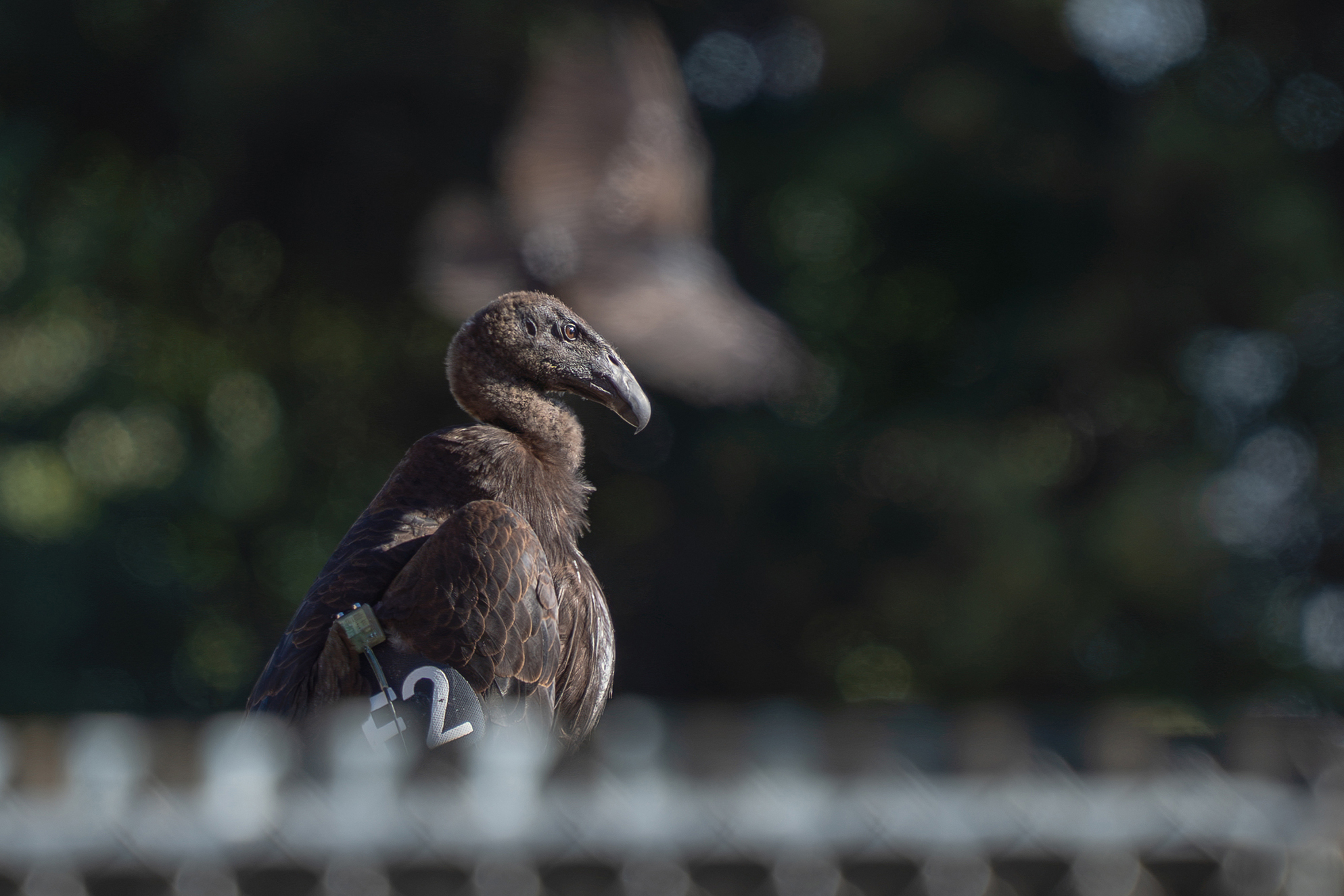 california condor 