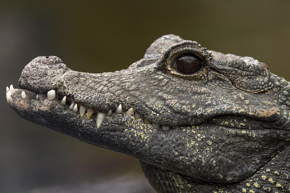Profile view of dwarf crocodile
