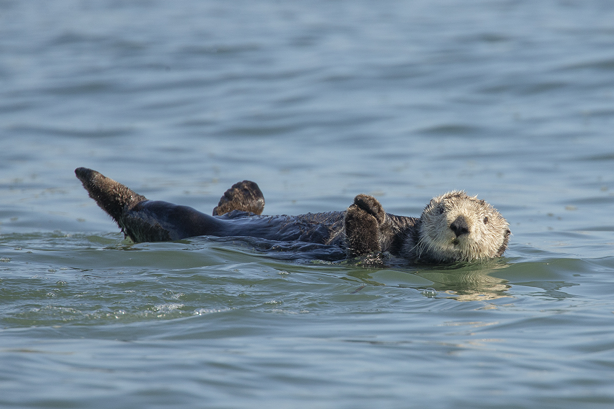 Sea otter