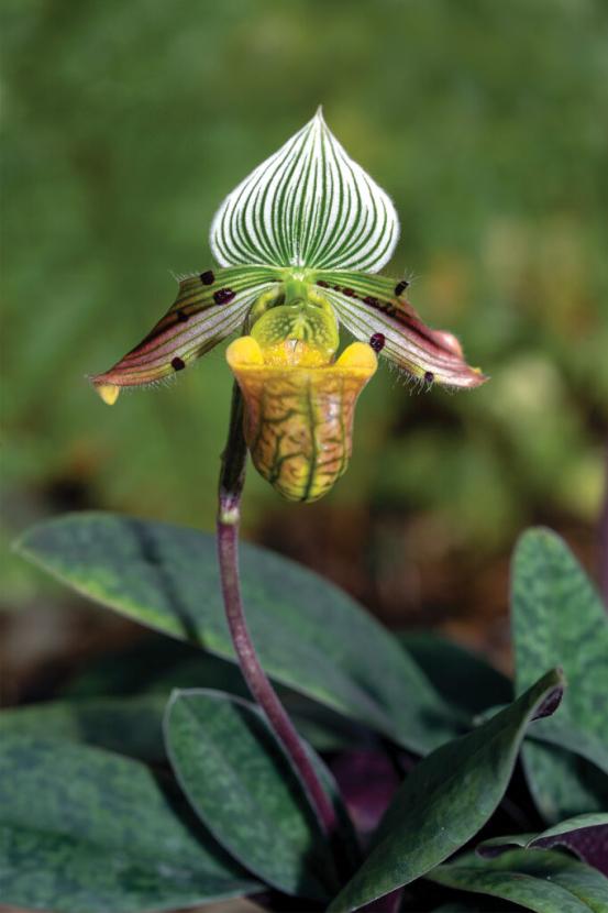 orchid