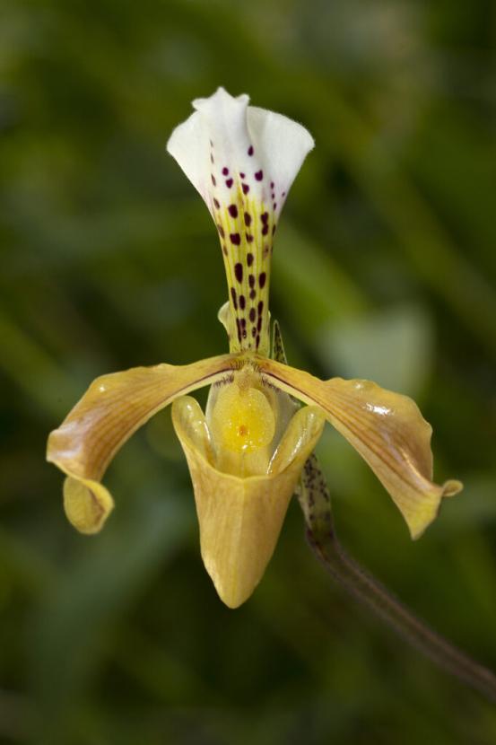 orchid
